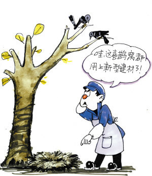 喜鹊窝“升级换代” 建筑材料为何用上了铁丝？